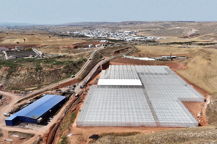 50 dönüm içinde 2 bin ton domates yetiştirilecek