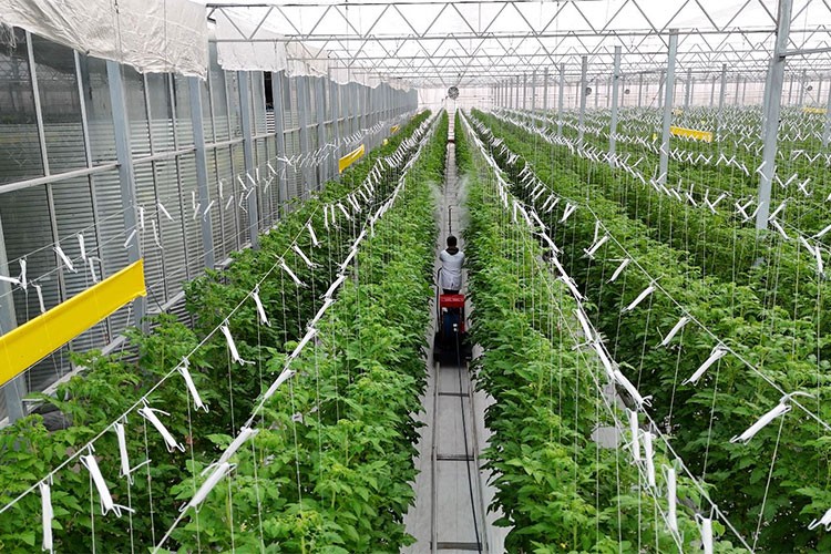 İstanbul Ticaret Borsası'nda seracılık masaya yatırıldı