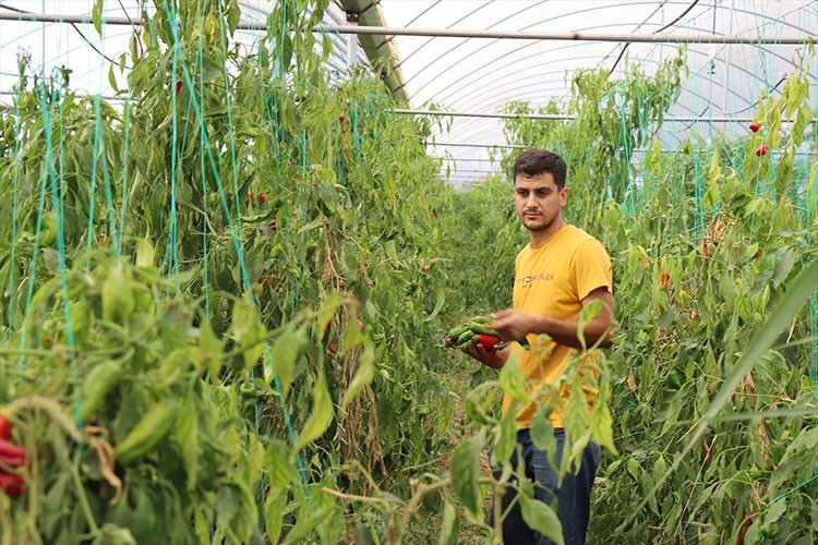Kurduğu serada kendi işinin patronu oldu