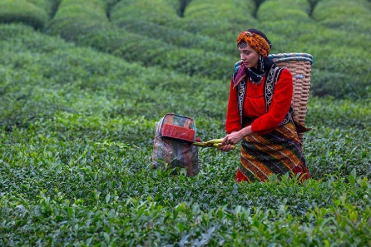 "Çay üreticisine budama tazminatı ödemesi başladı"