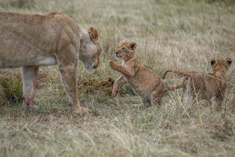 Afrika'da aslanlar, avcılık ve kemik ticareti kıskacında