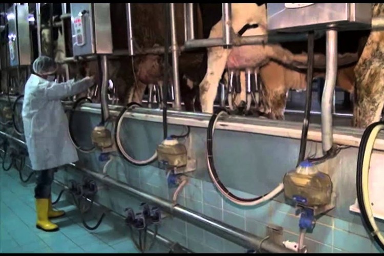 Süt üretimi artacak