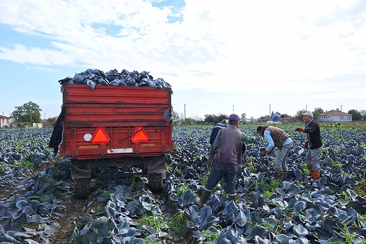 Bafra Ovası'nda kırmızılahanada 200 bin ton üzeri rekolte beklentisi