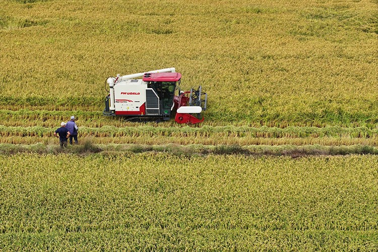 Edirne'de çeltik hasadı başladı