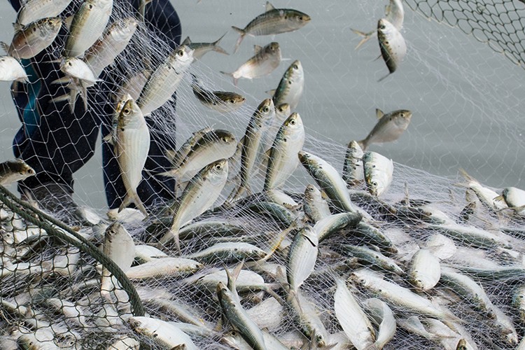 Türk su ürünleri ihracatı 5 yılda yüzde 65 artarak 1,7 milyar dolara yükseldi