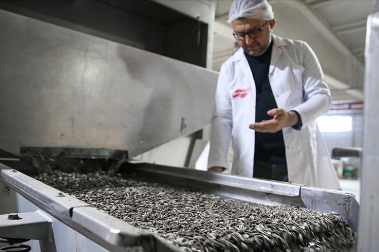 Konya Ovası'nda çerezlik ayçiçeği üretimi artıyor