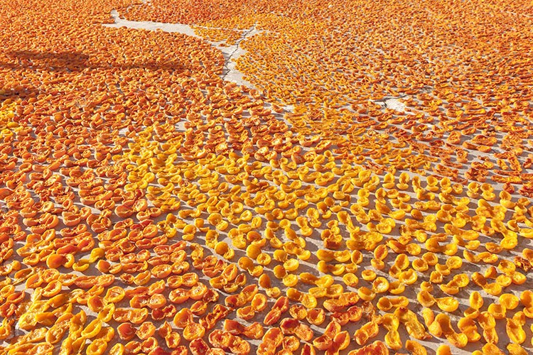 Kuru kayısıda hedef 100 bin ton ihracat