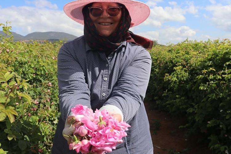 Isparta'da erken başlayan gül hasadında rekolte beklentisi yüksek
