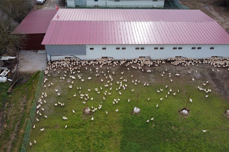 Çiftliğini 14 bin tavuklu işletmeye dönüştürdü