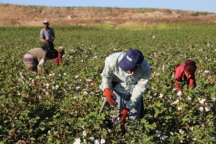 "Beyaz altın"da hasat