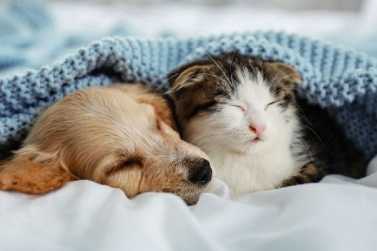 Patili dostlar, Evcil Hayvan Sigortası ile güvence altında