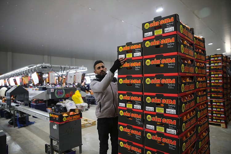 Doğu Akdeniz'den yaş meyve ve sebze ihracatına önemli katkı