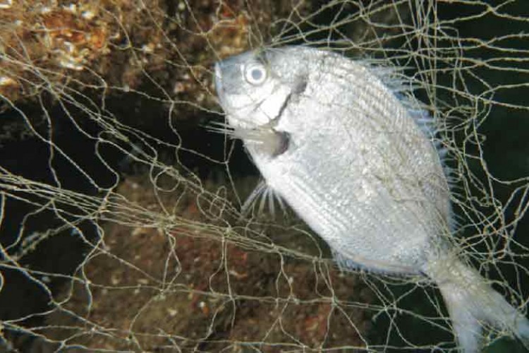 Türkiye denizleri "hayalet ağ" tehlikesinden arındırılıyor
