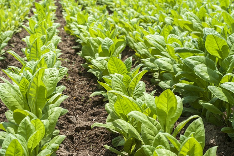 Tütün ürünlerinde İran, yaprak tütünde ABD ilk sırada