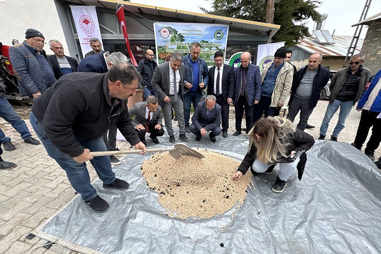 Bakterili gübreyle nohut verimi artacak