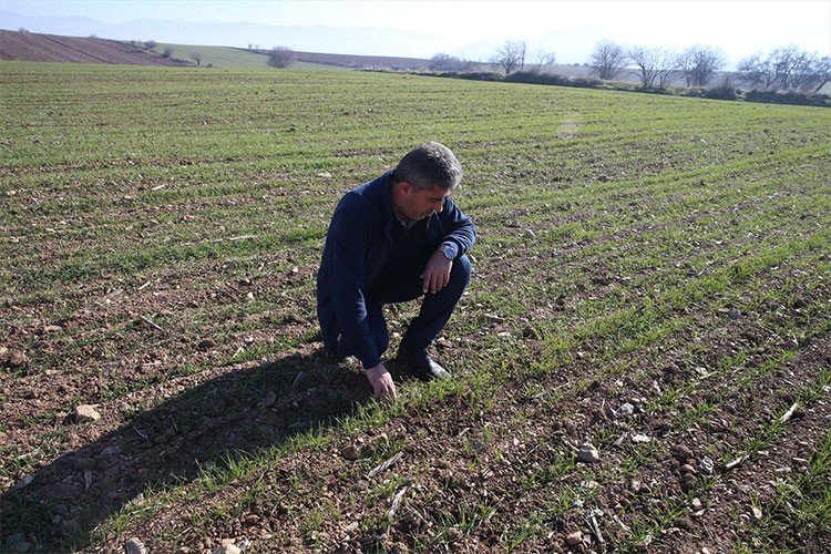 85 dekarlık alanda deneme amaçlı yerli tohum ektiler