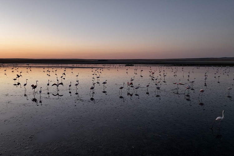 Tuz Gölü'nde bu yıl toplu flamingo ölümü olmadı