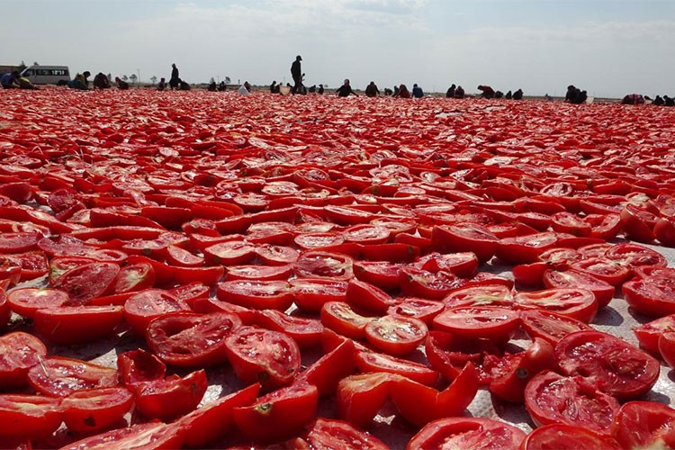 Türkiye'nin kuru domates ihracatı 127 milyon doları aştı