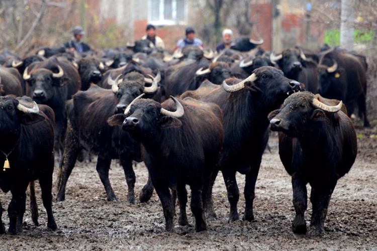 Destekler bugün ödeniyor