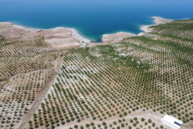 Köyündeki atıl araziyi yaklaşık 5 bin fidanla badem bahçesine dönüştürdü