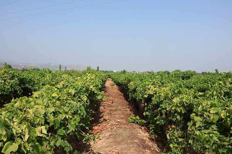 Yaş üzümde 200 milyon dolar aşılacak