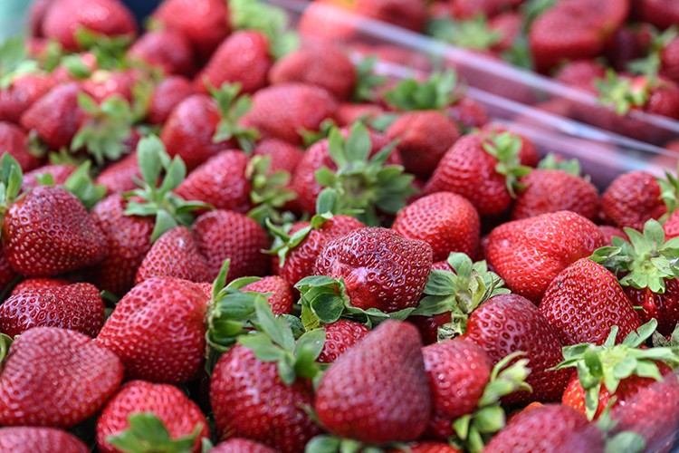 Oylarını kullanan üreticiler çilek hasadına devam etti