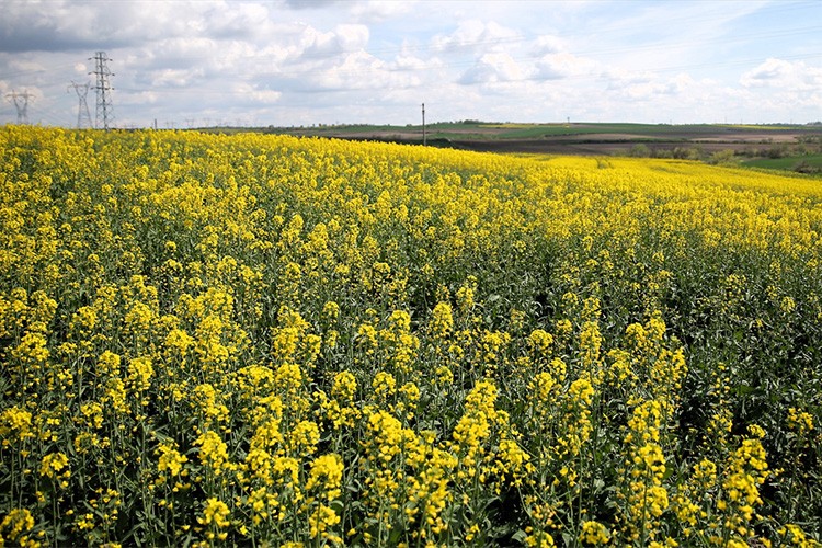 Edirne'de sarı çiçeklerini açan kanolalar tarlaları renklendirdi
