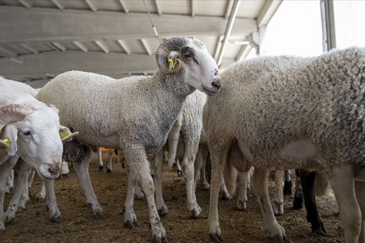 Hayvan yetiştiricilerinden kurbanlık alacaklara çağrı