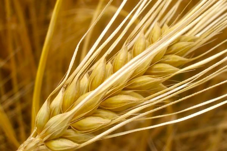 Tarım ürünleri ihracatı geriledi