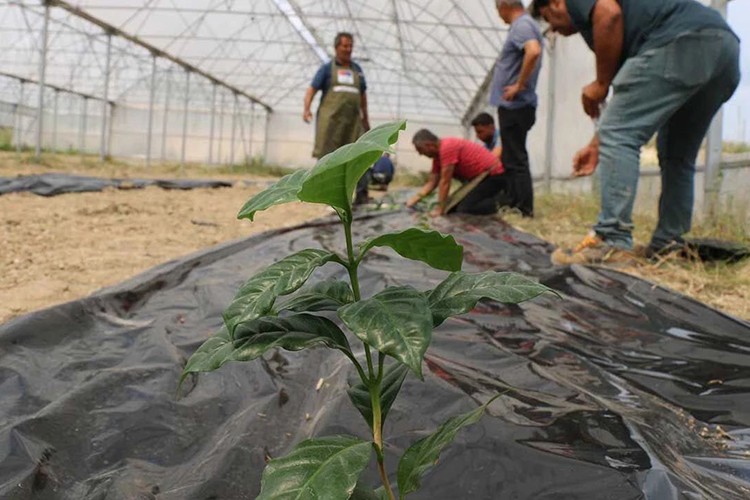 Adana'da kahve üretimi başladı