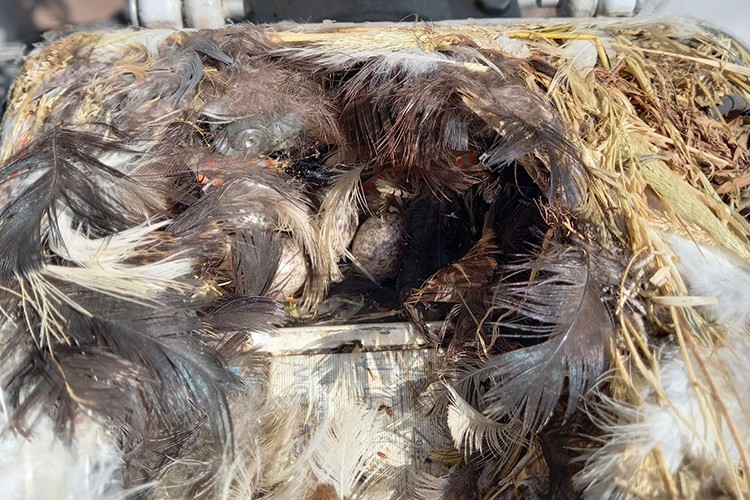 Sokak lambası bakımında sürpriz misafir