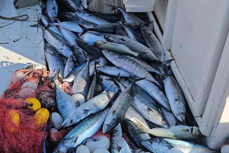 Çanakkaleli balıkçının lüfer için attığı ağlara 1000 palamut takıldı