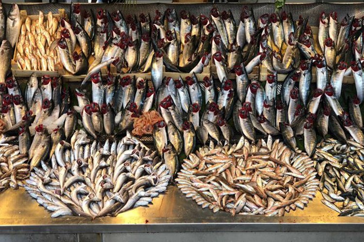 Bazı balık türleri tescil edildi