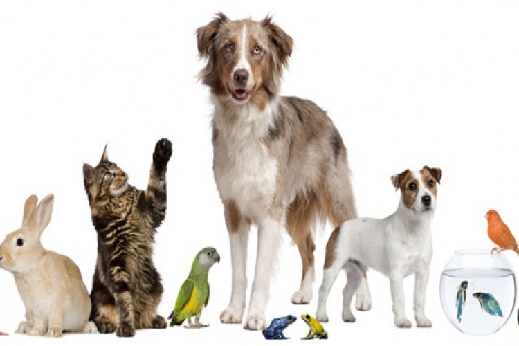 Türkiye Sigorta'dan Sevimli Dostlara Özel Sigorta