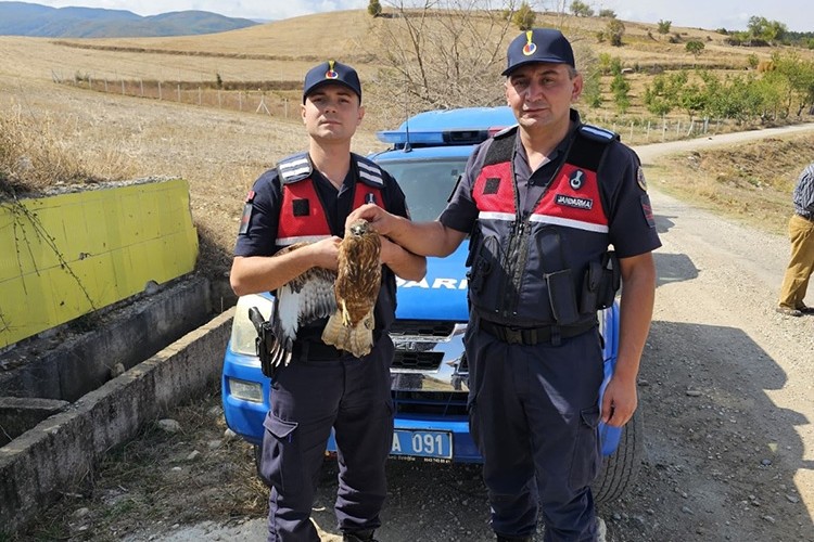 Amasya'da yaralı kızıl şahin korumaya alındı