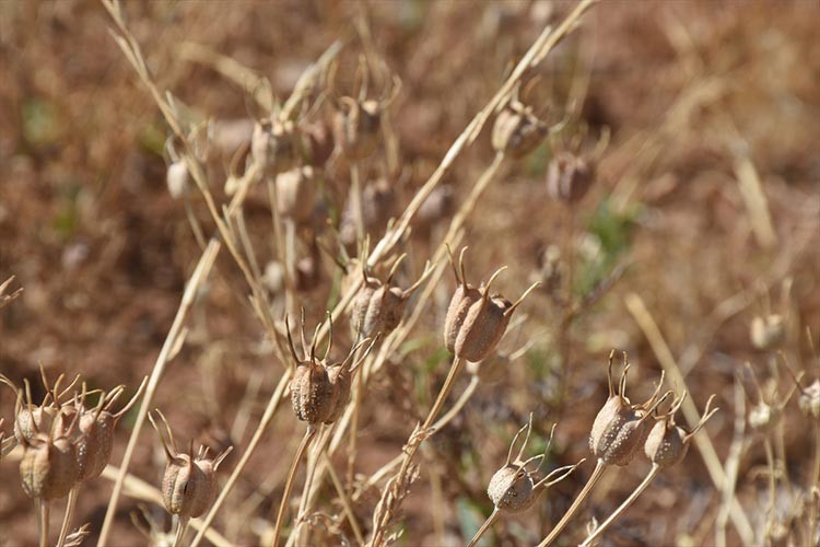 Kırıkkale'de çörek otu ekim alanı 3 yılda 32 katına çıktı