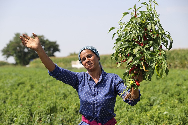 Karaağaç acı biberinde hasat başladı