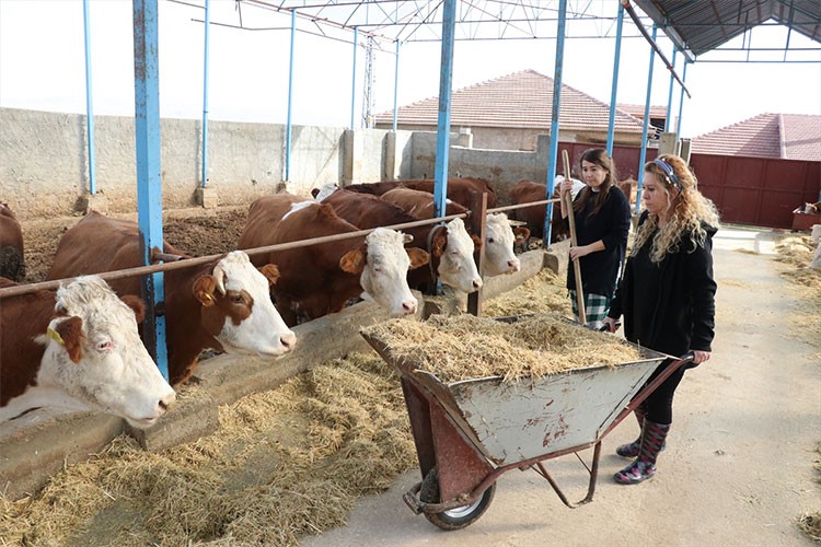 Kurdukları çiftlikte büyükbaş hayvanlara bakıyor