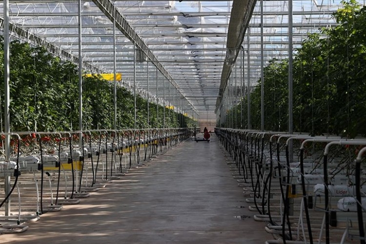 Çöpten elde edilen enerjiyle domates üretiliyor