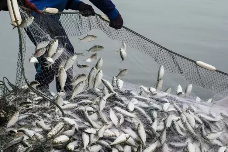 Su ürünleri ihracatı 1,7 milyar dolara ulaştı