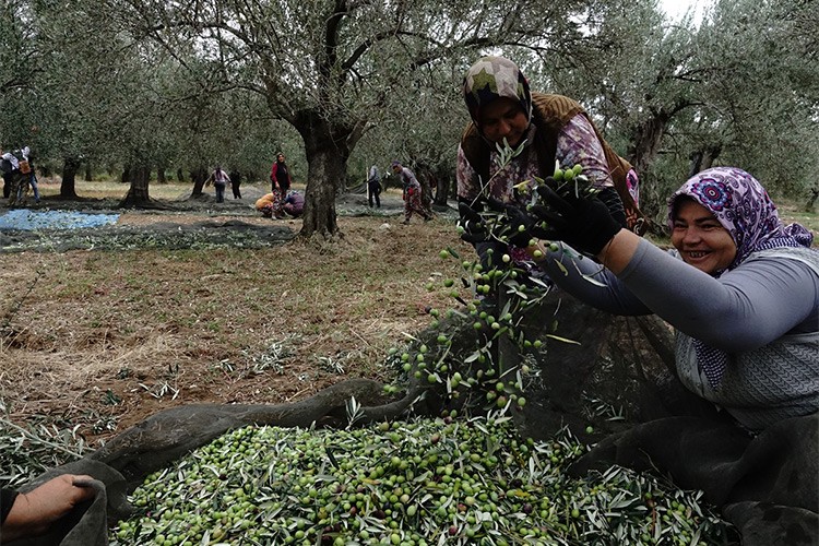 Zeytincilikte yeni rekor beklentisi