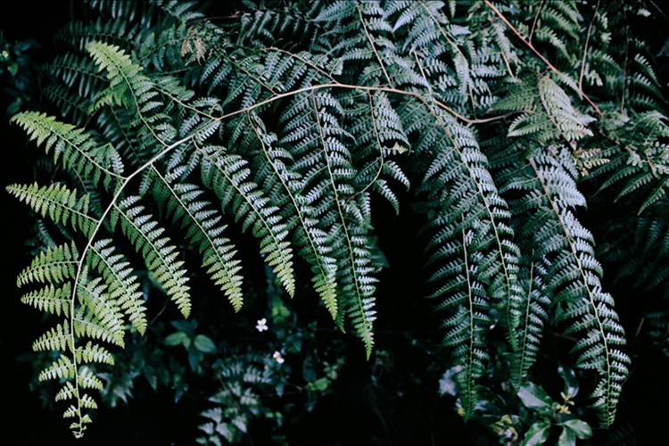 Antalya'da OTB kuruluyor