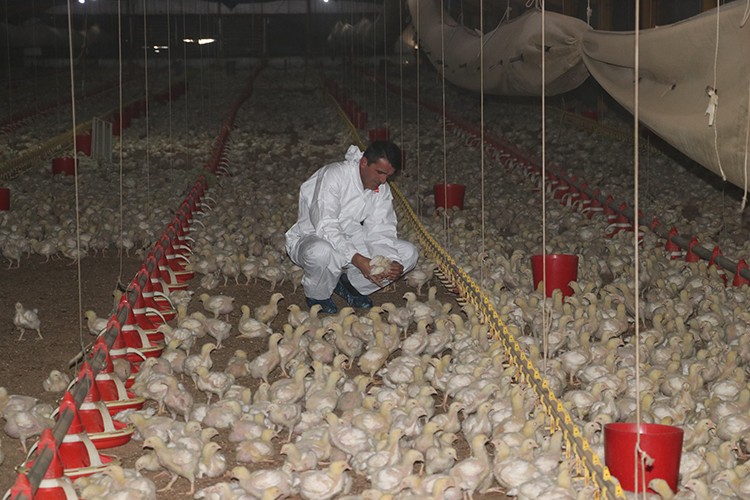 Et ve Süt Kurumuna tavuk sağlıyor