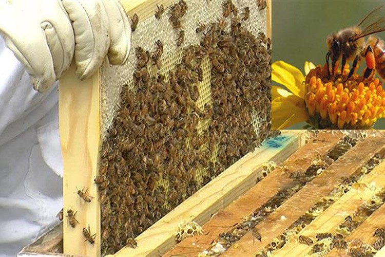 Organik arıcılık yapanlara kovan başına 50 lira destek