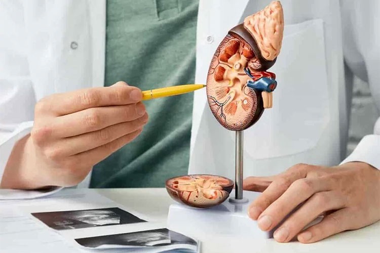 Böbrek tümörleri erken tanıyla kontrol altına alınabilir