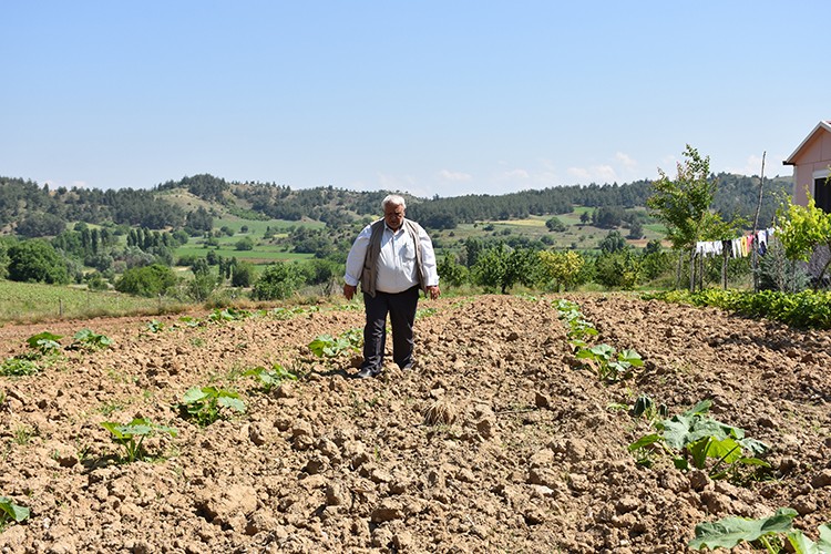 Kestane kabağında üretim yüzde 30 arttı
