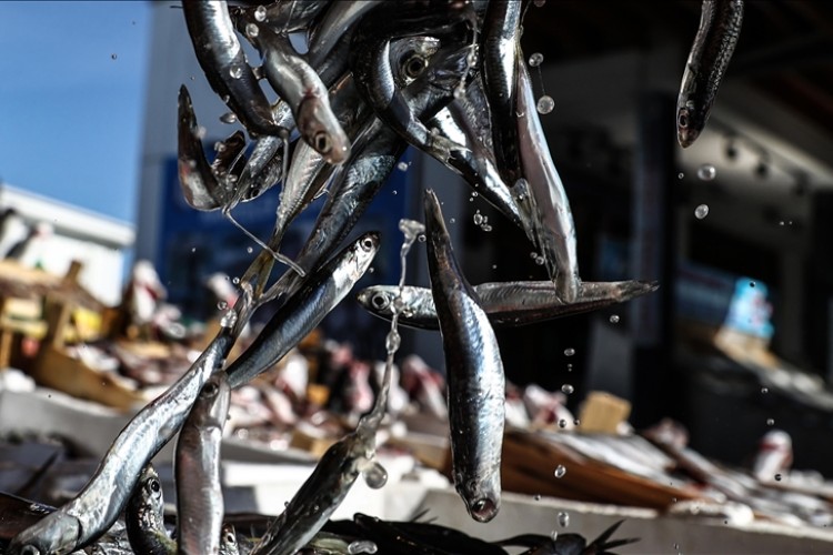 Hamsi avcılığına kota uygulaması getiriliyor