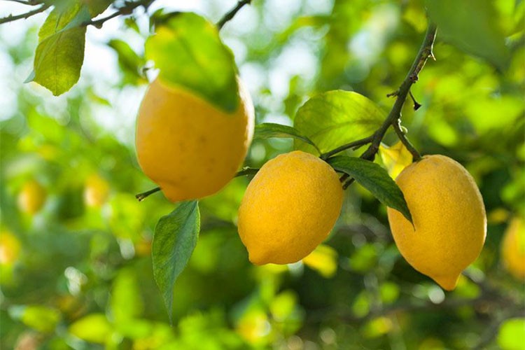 En fazla fiyat farkı limonda görüldü