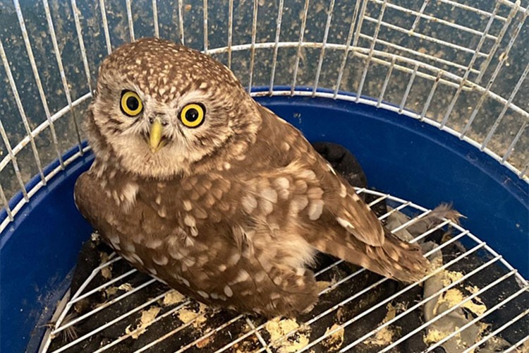 Şırnak'ta yaralı bulunan kukumav kuşu tedaviye alındı