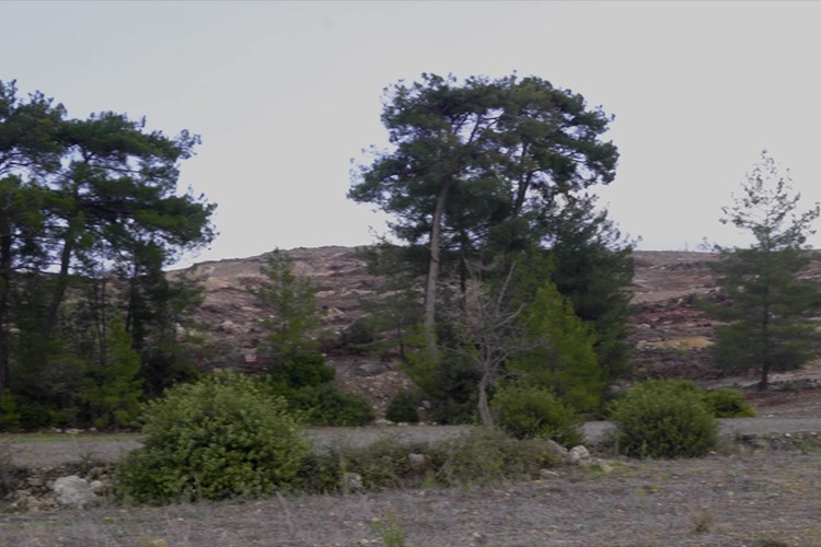 Dünya Zeytin Ağacı Günü'nde Akbelen'de Zeytincilik Kanunu çiğneniyor
